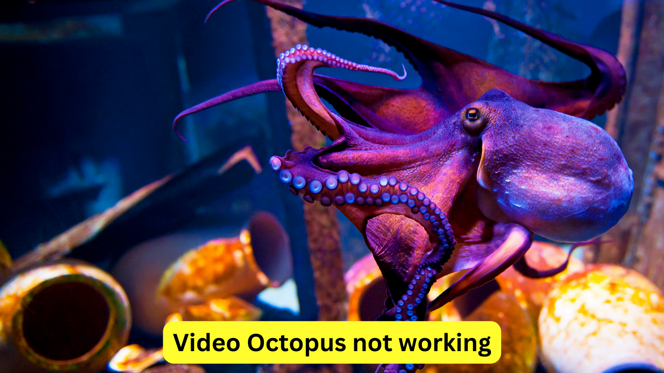 Video Octopus not working