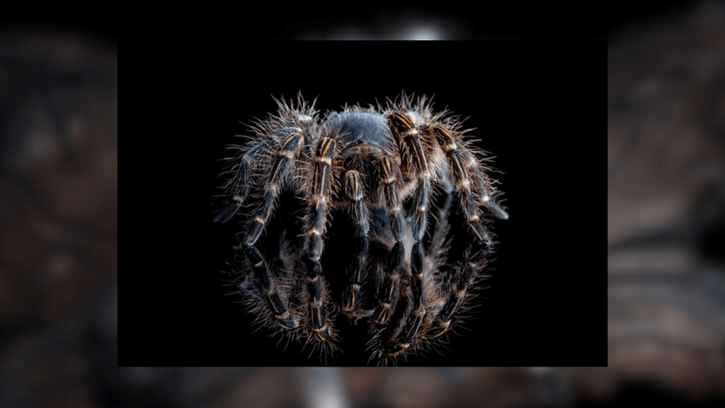 How can I prevent wolf and brown recluse spiders from entering my home?