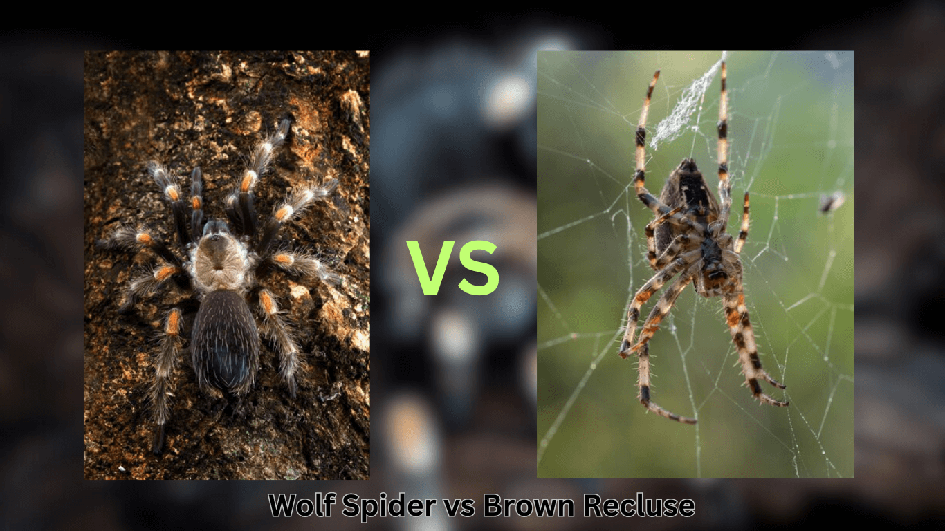 Wolf Spider vs Brown Recluse