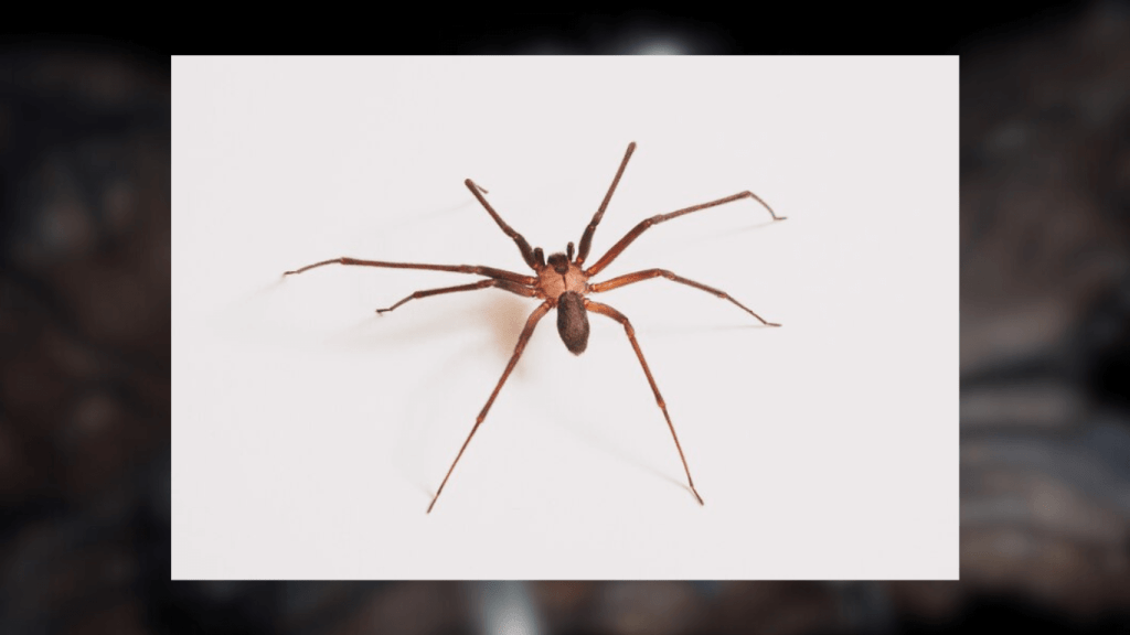 Are brown recluse spiders aggressive?
