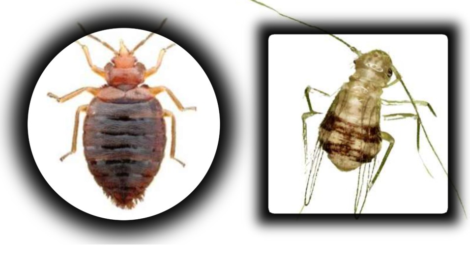 Bugs that look like bed Bugs